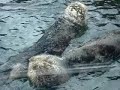 cute-sea-otter-training-at-the-monterey-bay-aquarium.html