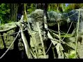 bonobos-chimpancs-y-humanos.html