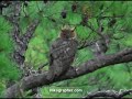 Great Horned Owls @ Blackwater, NWR Maryland