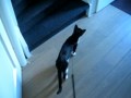 Spelen met Figaro