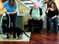 Guardian Angel  Medical Dogs