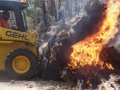 Tree Felling Techniques! Huge Tree Cutting Down big Trees Bushfires australia tree video