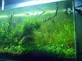 Planted tank Planted tank