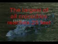 10 facts about the Nile crocodile (other crocs 2 kinda)