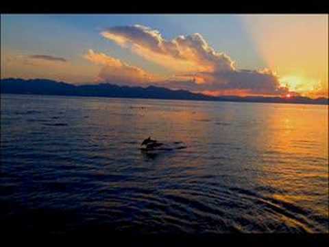 solitudes - Although our oceans teem with life, few creatures of the great blue expanse are as magical as dolphins, the angels of the sea~ Music composed, arranged and ...