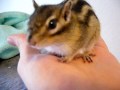 Streifenhörnchen Gizmo beim Treuebeweis