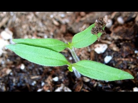 how to grow early girl tomatoes