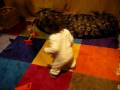 videos de P1010258.MOV