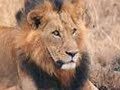 ligers-lions-and-tigers.html
