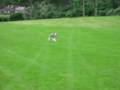 sophie running for ball