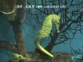 タツノオトシゴ（Crowned seahorse）学名：Hippocampus coronatus