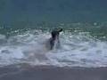 Skimming - Surfing