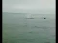 ballenas ensenada