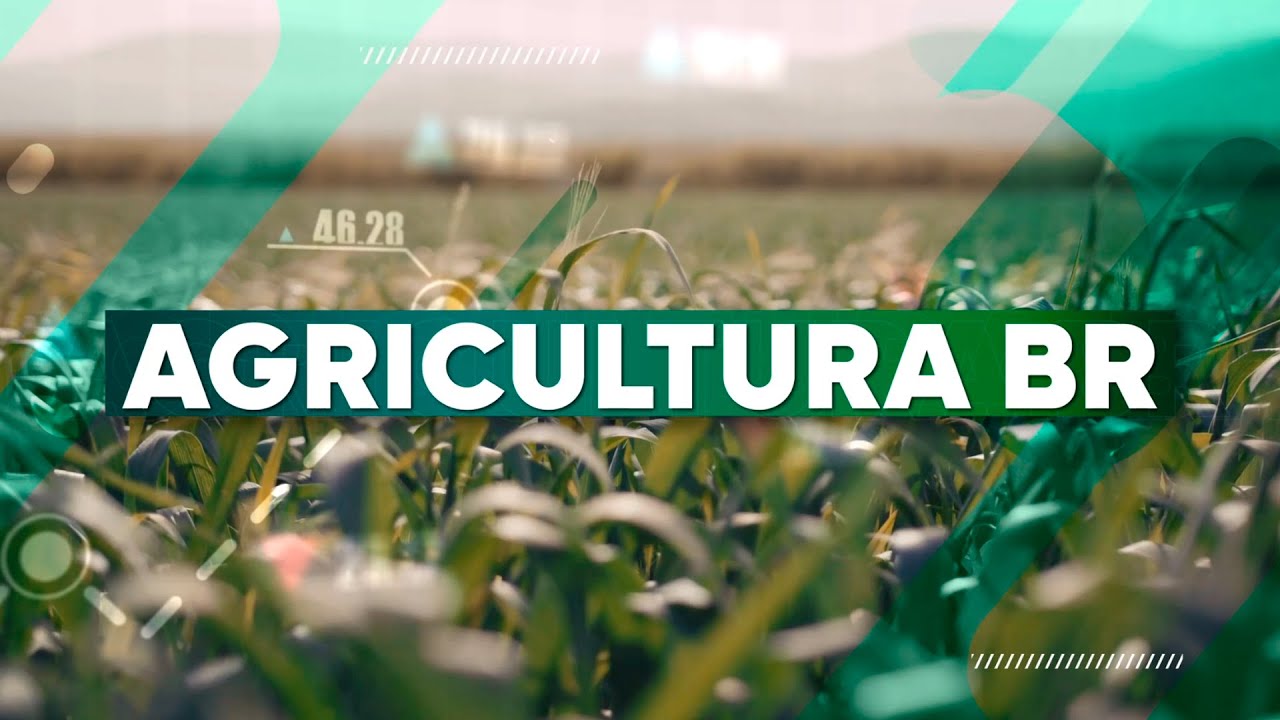 Demanda por milho deve crescer em 2026 e pesquisa "Produtoras rurais e a inovação no campo"