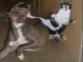 videos de Collection Of The Funniest Pictures On The Web