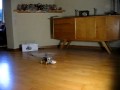 RC heli Cricket