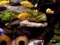 500 Litres Malawi Balayage 19sec.Livry28022007 DSCN2719.MOV