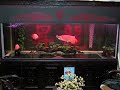 Arowana Tank