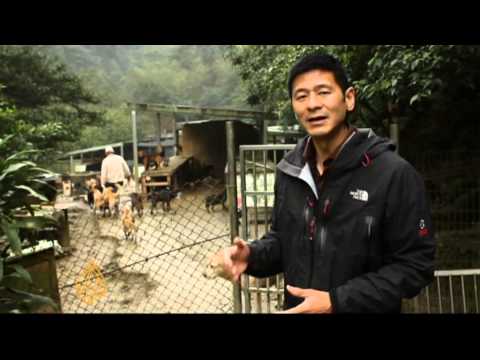 Call for Taiwan to end euthanisia for animals