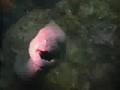 St-Cruz-dive-trip-on
