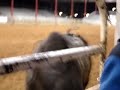 Crazy Bull Riding Accident Crazy Bull Riding Accident