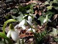 Tinkling Snowdrops