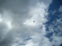 Fl�gerchilbi Bleienbach 7.9.2008