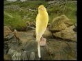Naturaves - (Postura) Bosu Belga.avi