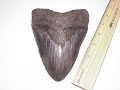Carcharodon Megalodon