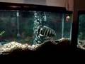 Butti, the Sharks and Big Oscar