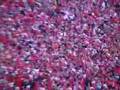 Ohio State Fans Field Singing Carmen Ohio(Michigan Game)