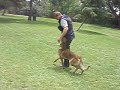 Off-Leash Heeling w/Dutch (Beyond The Leash) Off-Leash Heeling w/Dutch (Beyond The Leash)