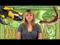 Animal Week - Salamanders