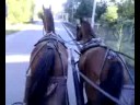 tutti al trotto a grillara di rovigo