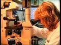 Effetto delle radiazioni dei cellulari
