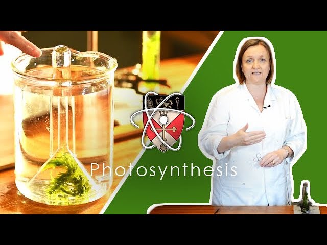 Rate of Photosynthesis