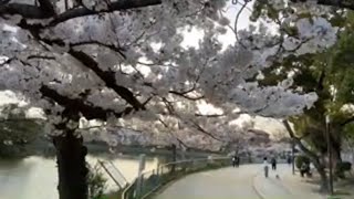 ヒロ寺平 犬桜散歩生配信