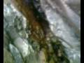 Imzi taghnach aman drnin