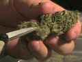 trimming tutorial
