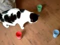 Scout the cat knocks over CUPS Scout the cat knocks over CUPS