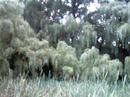 The willows