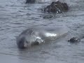 Seals & Squirrels