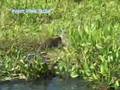 videos de Duas Onças Pintadas e Pesca de Jau no Rio Teles Pires
