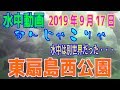 水中動画（2019年9月17日）in 東扇島西公園