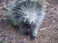 Argument with a Porcupine