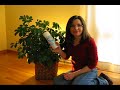 Curbly Video Podcast: Graffitti Leaves