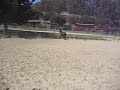 BLACK PRE 2007 FILLY dressage prospect; perfect straight suspension canter trot