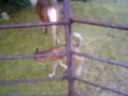 Amerikanisches Pony