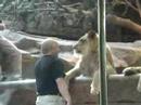 mgm lions