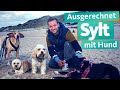 Ausgerechnet Sylt mit Hund | WDR Reisen 